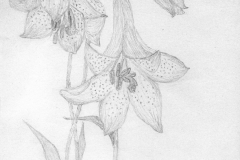 Lilie