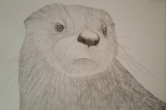 Otter