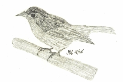 Vogel