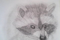 Waschbär
