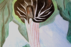 Arazee Nr. 3