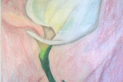 Calla