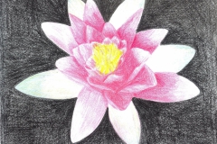 Seerose