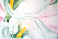 Two Calla Lilies on Pink
