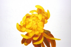 Chrysantheme - 3 Std.