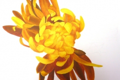 Chrysantheme - 5 Std.