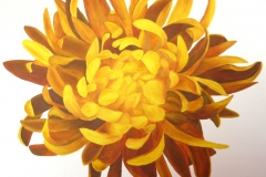 Chrysantheme -8 Std.